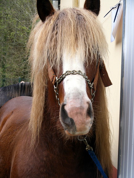 Feria del Caballo de Belmonte