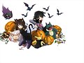 FIESTA POKEMON