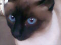 mi gata Winola