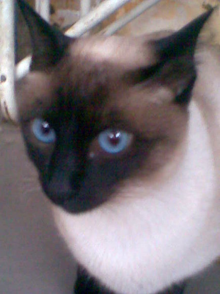 mi gata Winola