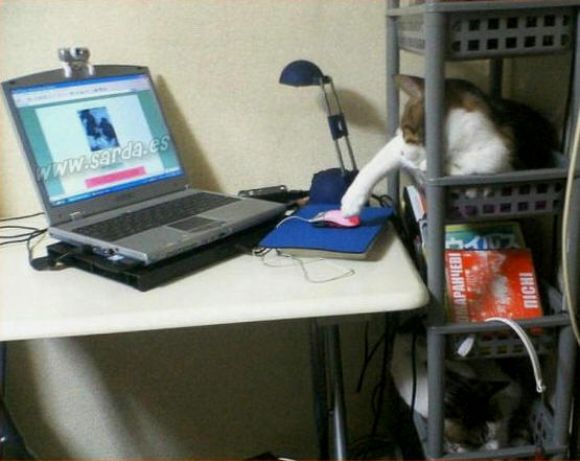 por que hasta los gatos le gusta la internet
