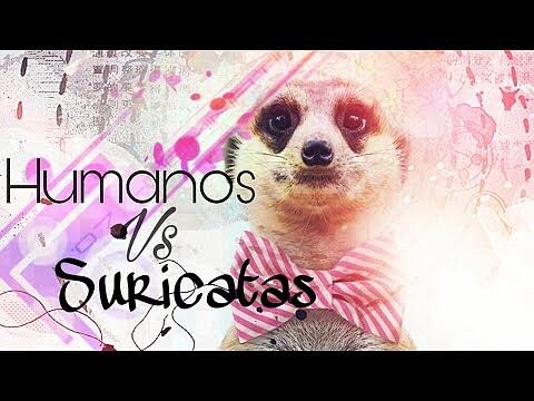 Humanos vs Suricatas | Tatis Sama Tops