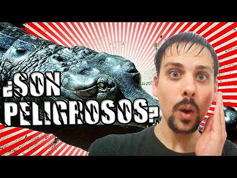 6 Animales que parecen peligrosos pero no lo son