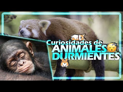 Como duermen los animales. Formas que no sabias