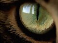 OJO