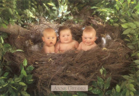 BEBES EN UN NIDO...