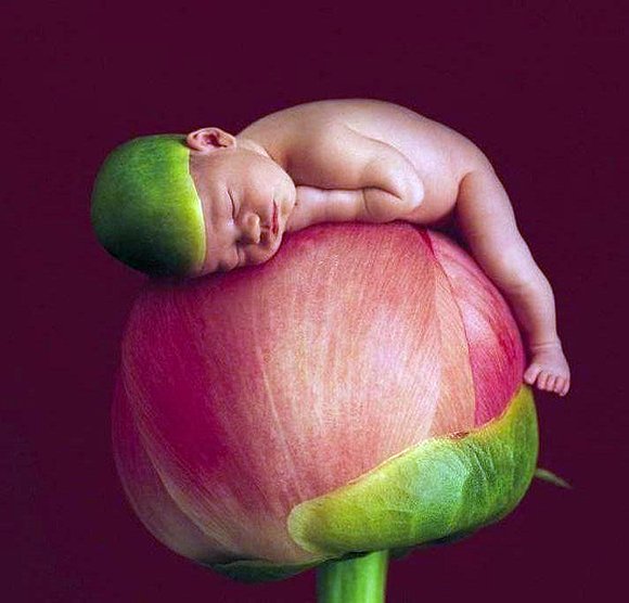 bebe sobre una rosa...