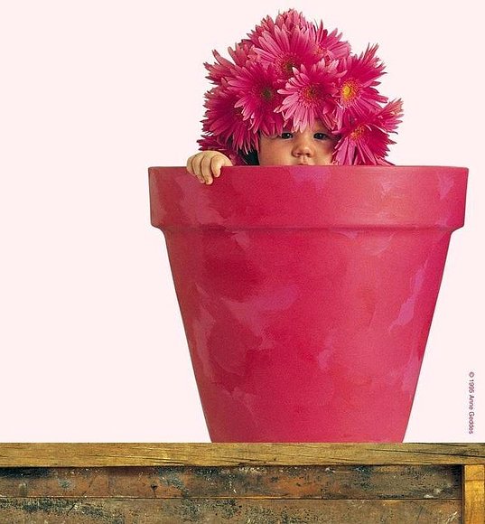 bebe flor rosa...