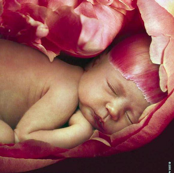 bebe dormido adentro de una flor...