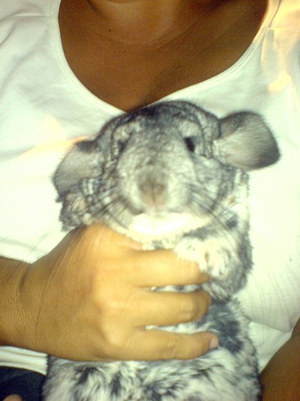 Gorda