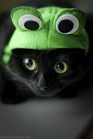 Miaaau