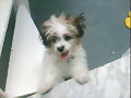 Mi perroooooooo