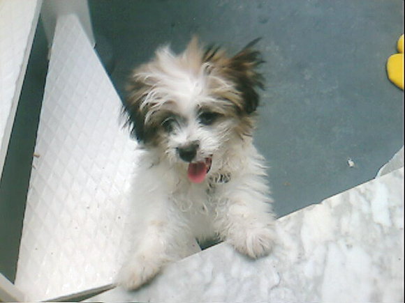 Mi perroooooooo