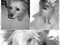 3 perros