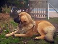 Dahlia, mi leonberger de 9 meses
