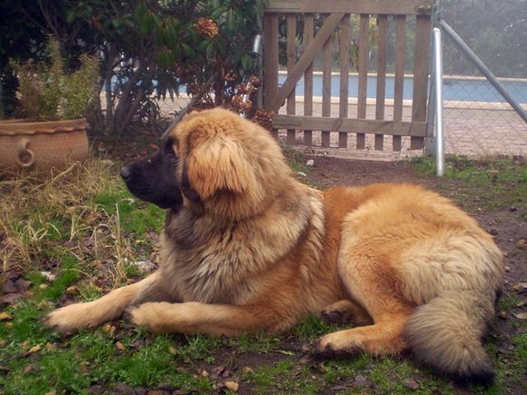 Dahlia, mi leonberger de 9 meses