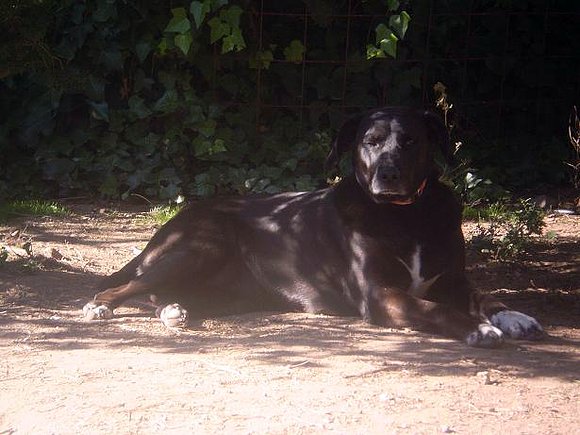 Tundra, la veterana, 7 añitos