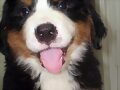 Bruno, 2 meses