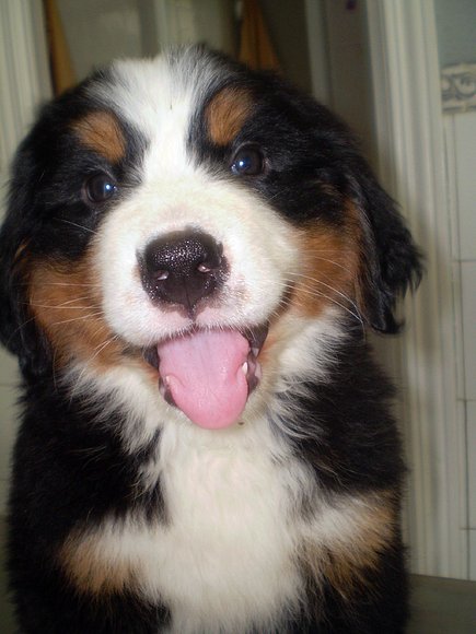 Bruno, 2 meses