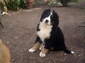 Buki con 12 semanas