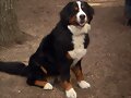Jara