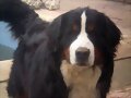 Bruno, 20 meses