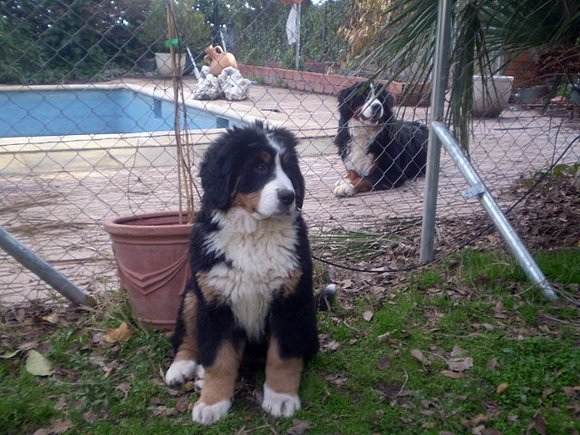 Buki y Bruno