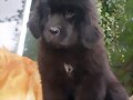 Ginger, 3 meses y medio