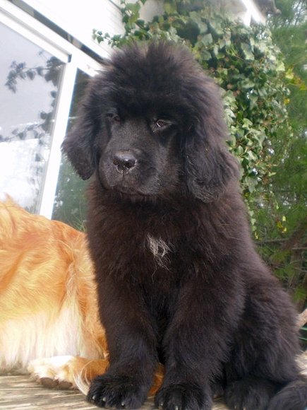 Ginger, 3 meses y medio