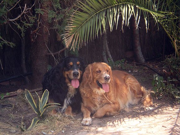 Cora y Pluto, los dos hermanitos, 4 años