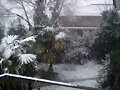 6 de Febrero 2009, mi jard&iacute;n...