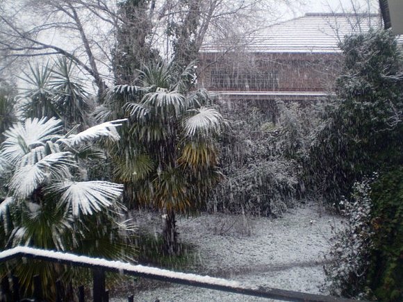 6 de Febrero 2009, mi jardín...