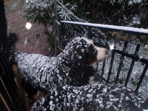 Bruno, Tundra y un par de copos gigantes....