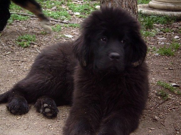 Ginger, 4 meses y medio