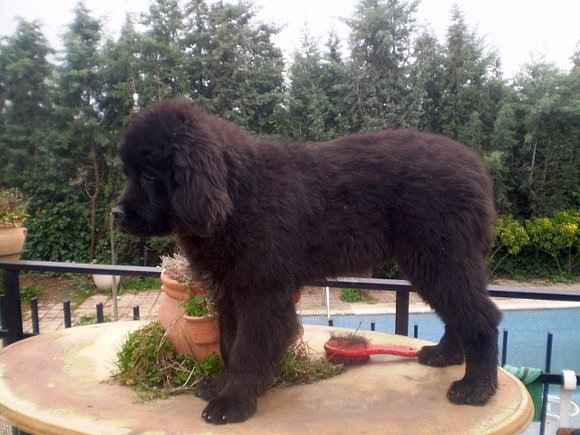 Ginger, 4 meses y medio