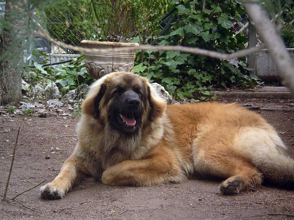 Dahlia con 10 meses y medio