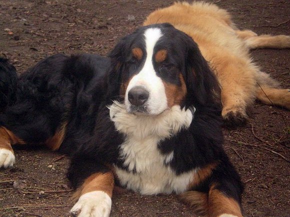 Jara, 20 meses, hermanita de Bruno