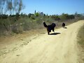 Bruno persiguiendo a Tundra