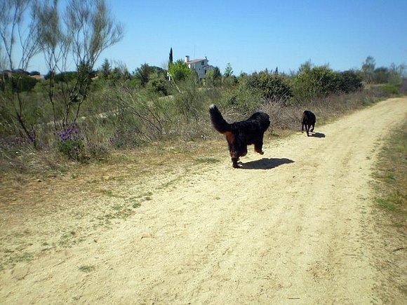 Bruno persiguiendo a Tundra