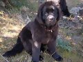 Ginger en el campo (21/04/09)