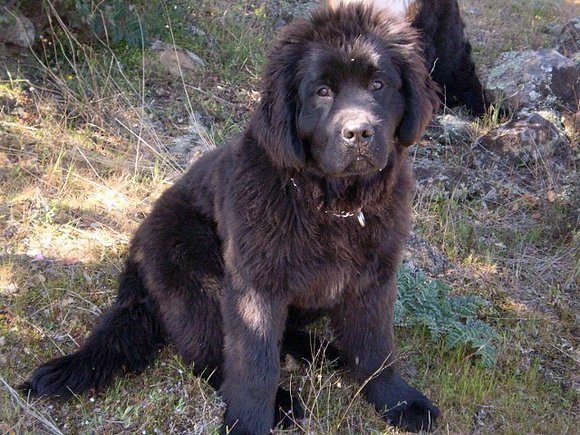 Ginger en el campo (21/04/09)
