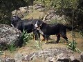 Buki y Polly