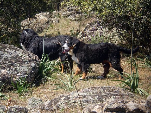 Buki y Polly