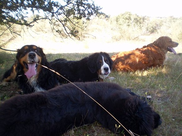 Descansando a la sombrita