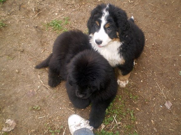 Buki y Ginger, la terranova