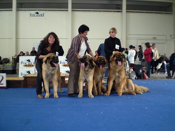 Dahlia, Athena, Djam y Djankou, la Vallée des Lion