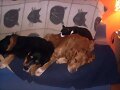 Pluto, Cora y la gatita Vainilla (&quot;Mina&quot;)
