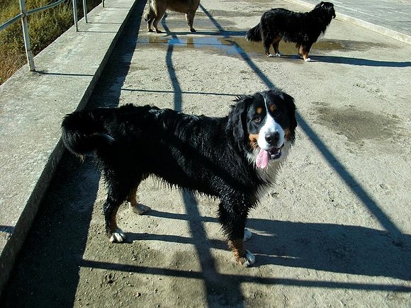 Buki, 13 meses