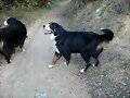Buki y Polly paseando