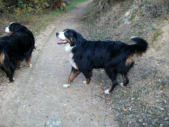 Buki y Polly paseando